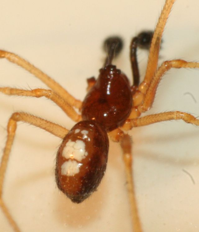 Neottiura bimaculata