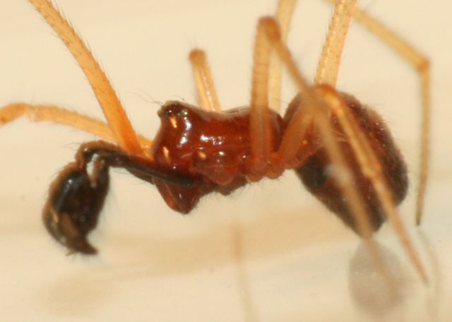 Neottiura bimaculata