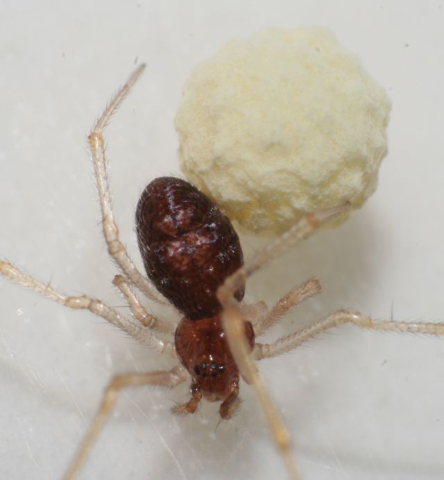 Neottiura bimaculata