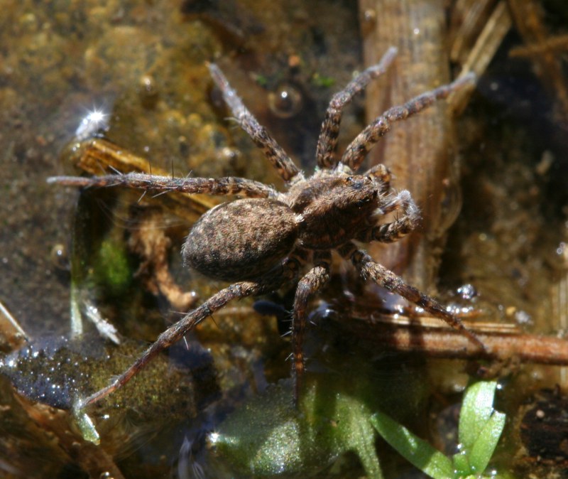 Pardosa amentata