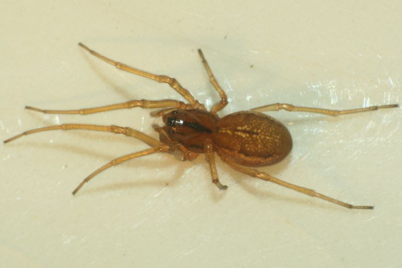 Pachygnatha clercki