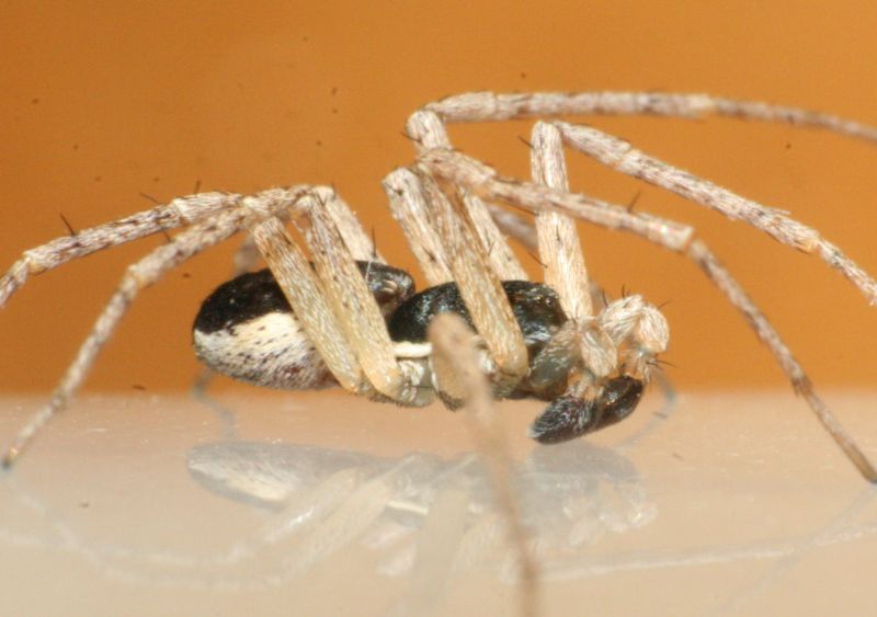 Philodromus dispar