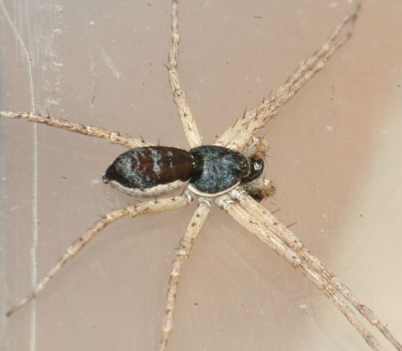 Philodromus dispar