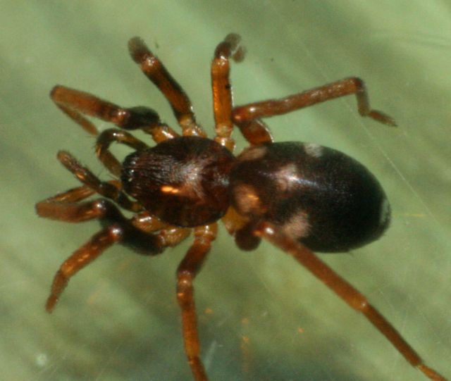 Phrurolithus festivus