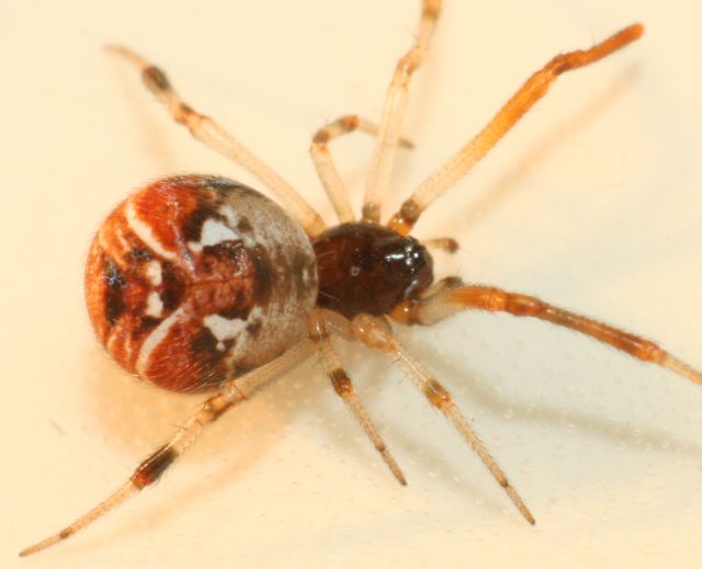 Parasteatoda lunata
