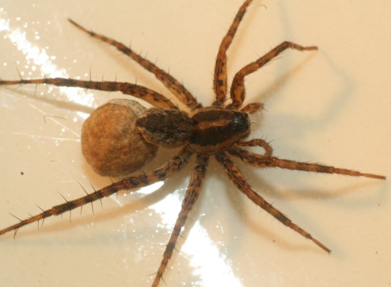Pardosa palustris