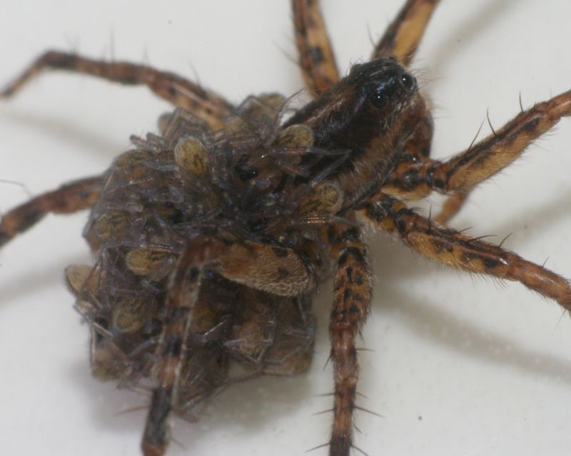 Pardosa palustris