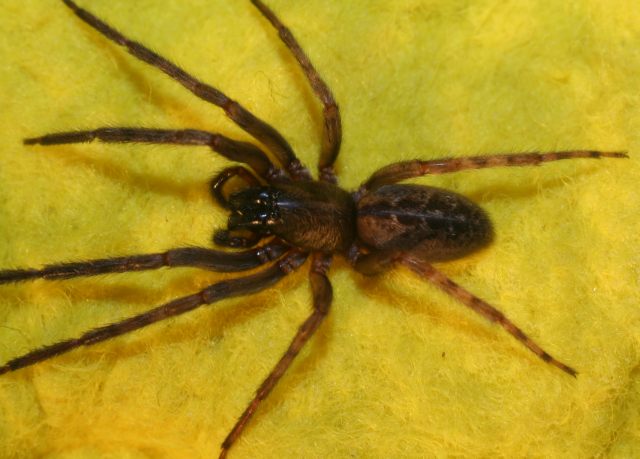 Image of Segestria bavarica