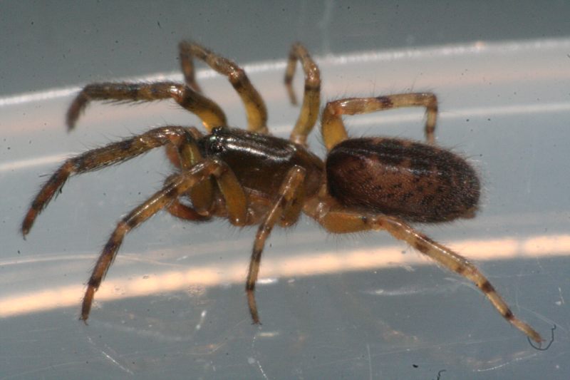 Segestria senoculata