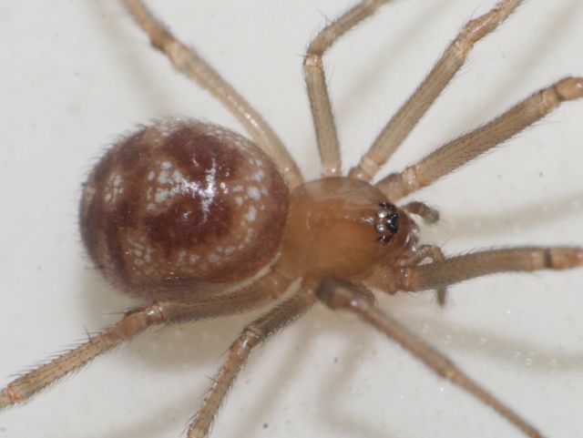 Steatoda grossa