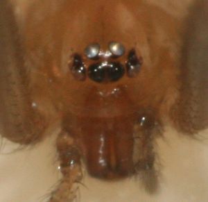 Steatoda grossa