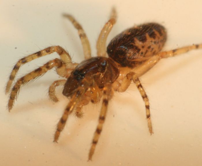 Segestria senoculata