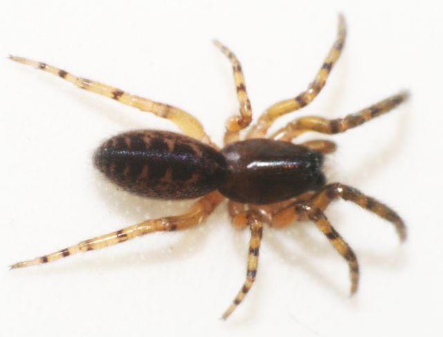 Segestria senoculata