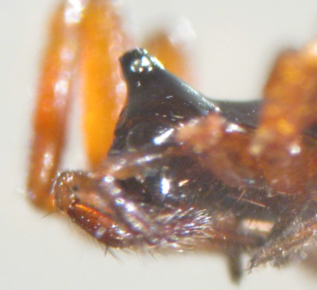 Walckenaeria acuminata