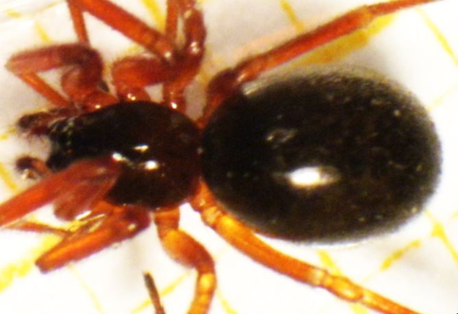 Walckenaeria acuminata